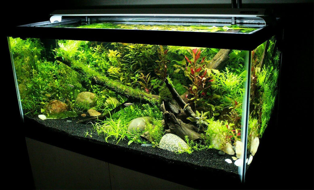 Automated LED Aquarium Light E2262