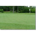 25 lbs. Creeping Bentgrass Seed Z66914