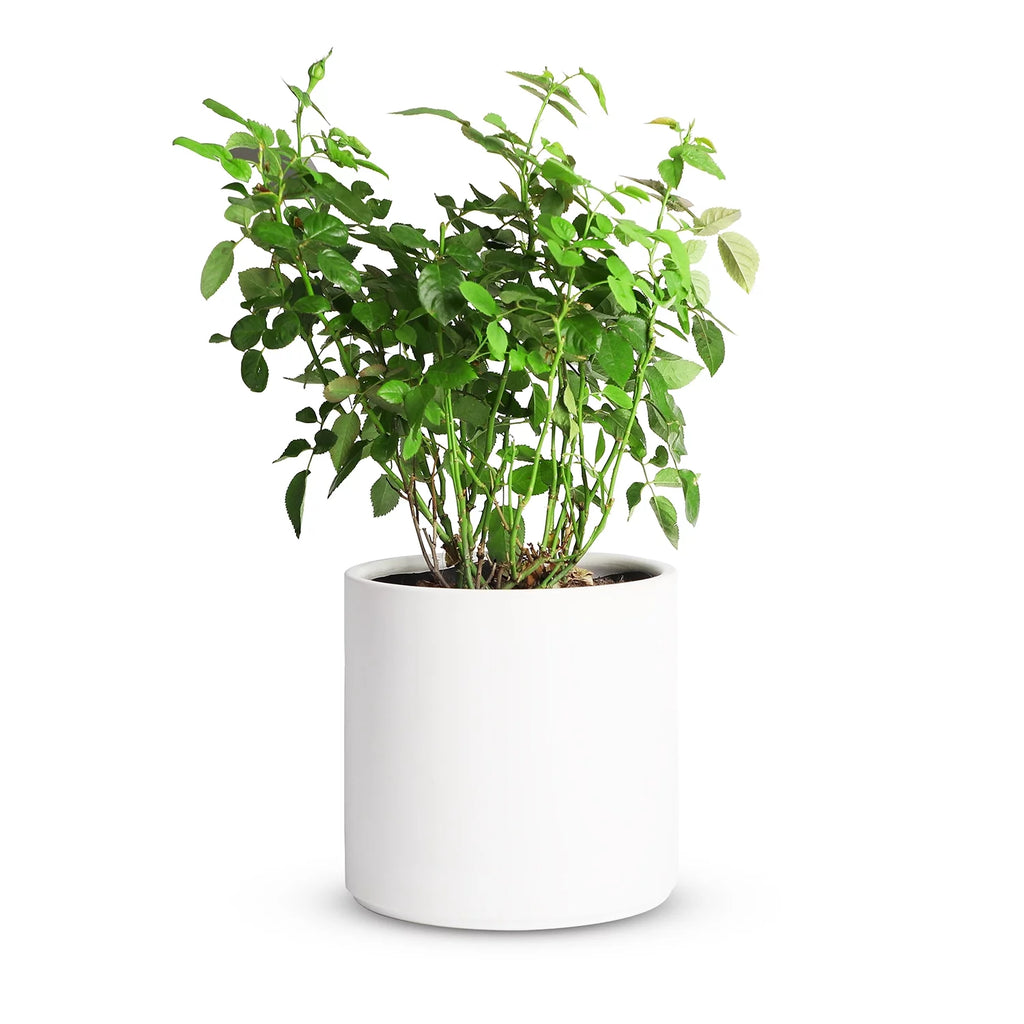 Ceramic Plant Pots with Drainage Hole (White) I536815