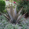 Sawtooth Agave Garden Art X95105